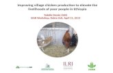 Improving village chicken production to elevate the livelihoods of poor people in Ethiopia