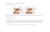 Laryngectomy rehab