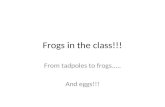 Frogs in the class!!!