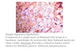 Histology   various type of epithelium