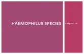 15a  -chapter_18_-_haemophilus_species