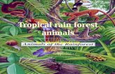 Tropical rain forest animals shawn6