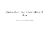 Vasculature and innervation of skin ,