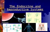 Endocrine Reproductive