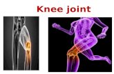 knee joint anatomy and clinical