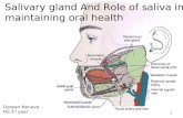 salivary gland and saliva darpan