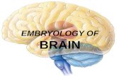 Embryology of brain
