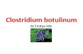 C. botulinum