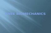 Knee biomechanics