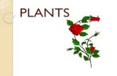 Ppt s1u7 plants