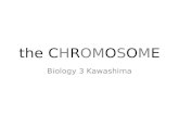 Lec15 Chromosome