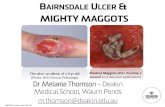 Mighty Maggots and Bairnsdale Ulcer TOWN talk  21st Nov 2013