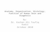 Dermatology 5th year, 1st lecture (Dr. Kazhan)