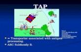 The role of the TAP protein in the immune response