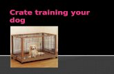 Crate training your dog