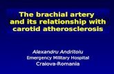 Brachial artery and its relationship with carotid artery