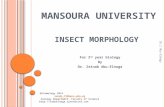 Insect morphology for 2nd year biology students