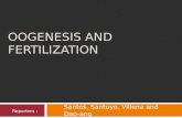 Oogenesis and fertilization report