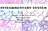 Comparative Anatomy - Integumentary System