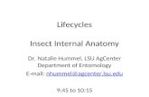 Lifecycles And Internal Anatomy Hummel