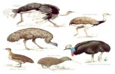 Longman's Illustrated Animal Encyclopedia
