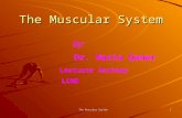The Muscular System presentation by Dr Nazia