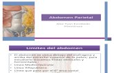 Anatomia de Abdomen : Abdomen Parietal