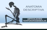 Anatomia Descriptiva