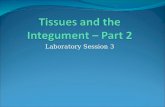 Lab 3 - Part 2 Tissues and the Integumentary