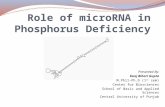 Role of MicroRNA in Phosphorus Defficiency