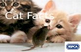 Cat Facts from the RSPCA