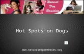 How to Effectively Treat Hot Spots on Dogs Naturally