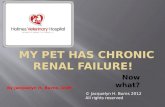 My pet has chronic renal failure!