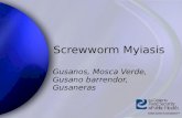 Screwworm myiasis