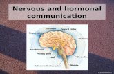 02 Nervous and Hormonal Communication