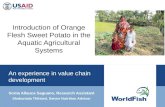 Introduction of orange flesh sweet potato in aquatic agricultural systems value chain development