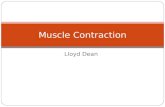 Muscle contraction types and all or none law