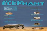 African Elephant - Infographic