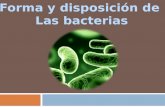 forma y disposicion de las bacterias
