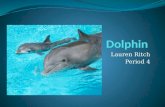 Animal, dolphin powerpoint