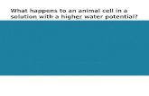 Osmosis in animal cells
