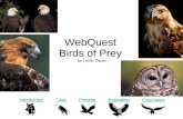 Birds of Prey and Writing WebQuest