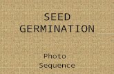 Seed Germination - Photo Sequence