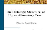 Histological structure of upper alimentary system