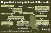 What to do if you find a bird bird out of the nest
