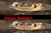 Honey badger! damion