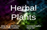 Herbal Plants and Medicines