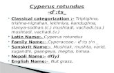 Ayurvedic Pharmacology of Cyperus rontudus & its Pharmacognocy