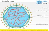 Rubella virus medical images for power point