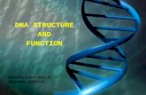 DNA Structure and Function (Diamsay, Mendoza))